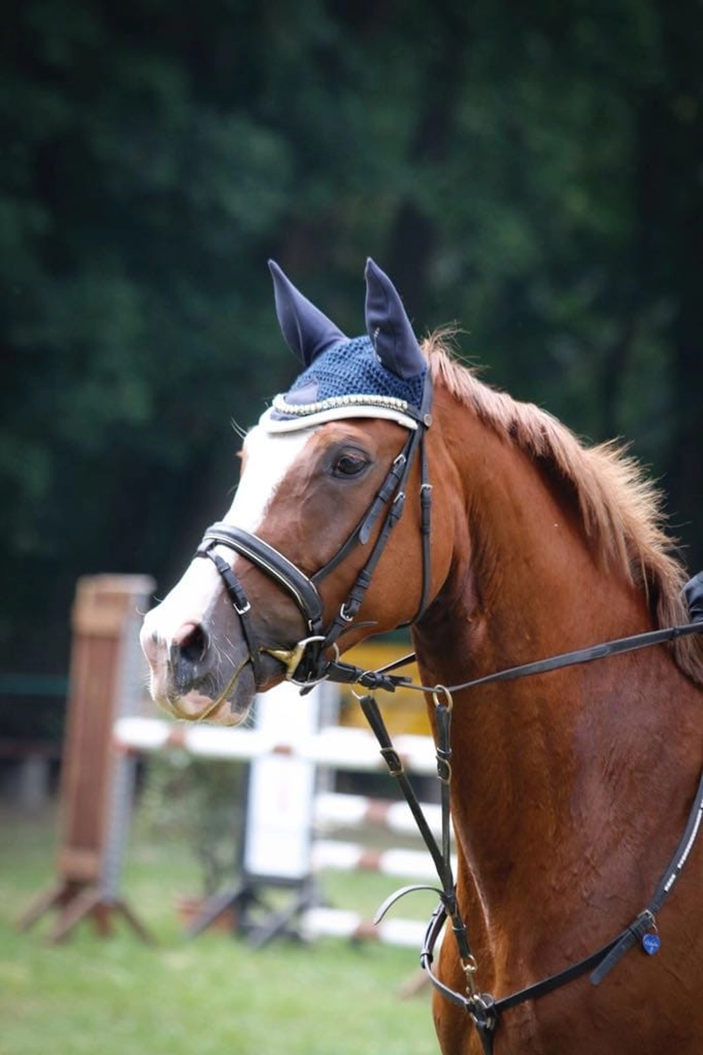 Reitsport Bachmann - Reiten/Turnier Präsentationsbild