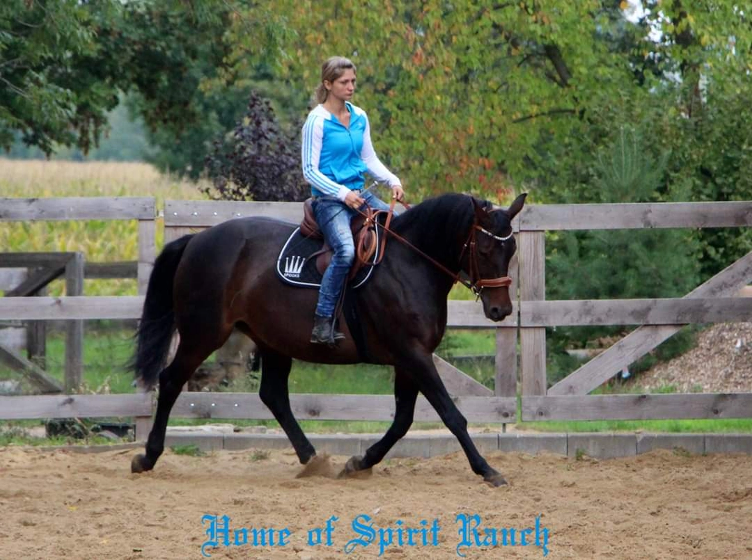 Reitsport Bachmann - Reitpferde Präsentation Bild