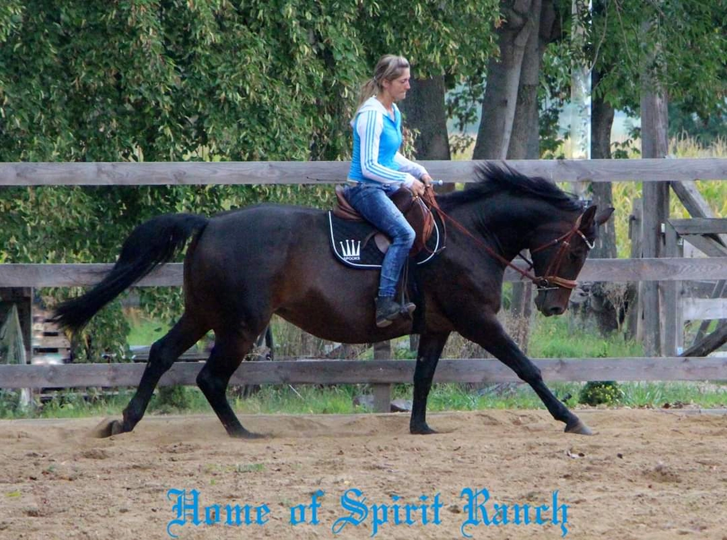 Reitsport Bachmann - Reitpferde Präsentation Bild