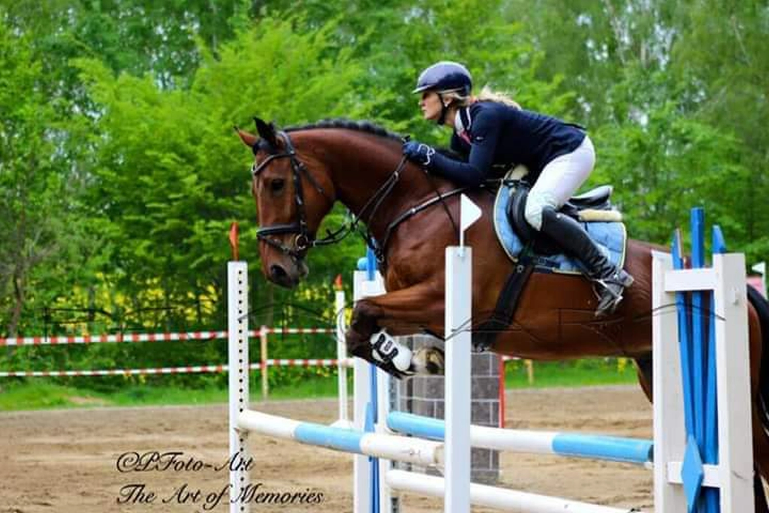 Reitsport Bachmann - Reitpferde Präsentation Bild