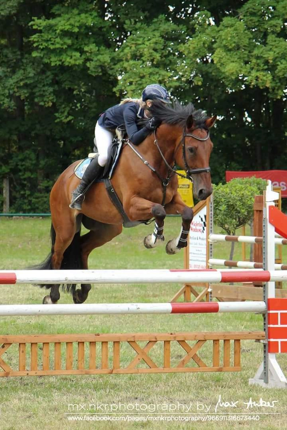 Reitsport Bachmann - Reitpferde Präsentation Bild