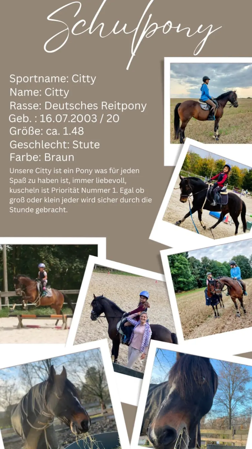 Reitsport Bachmann - Schulpferde-Flyer