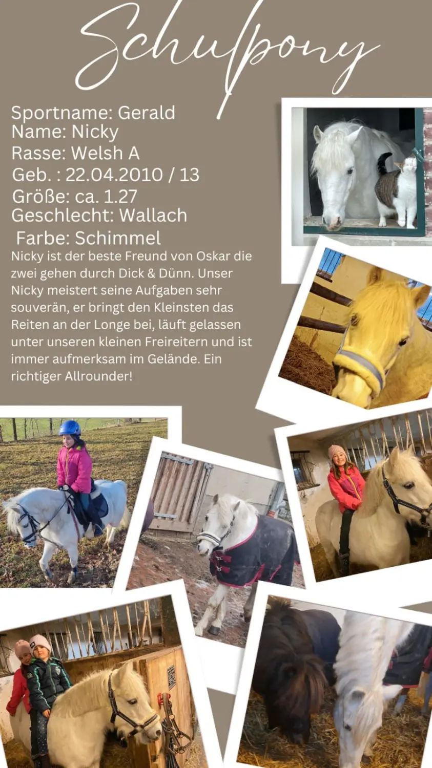 Reitsport Bachmann - Schulpferde-Flyer