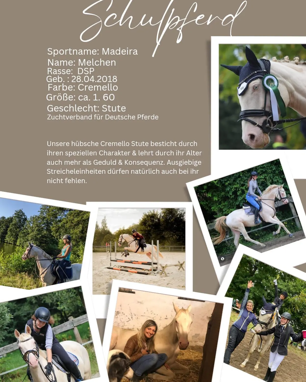 Reitsport Bachmann - Schulpferde-Flyer