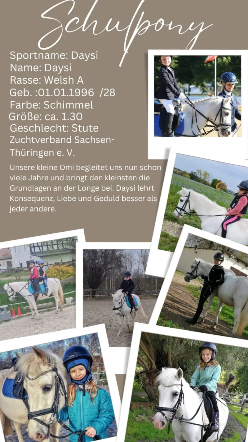 Reitsport Bachmann - Schulpferde-Flyer
