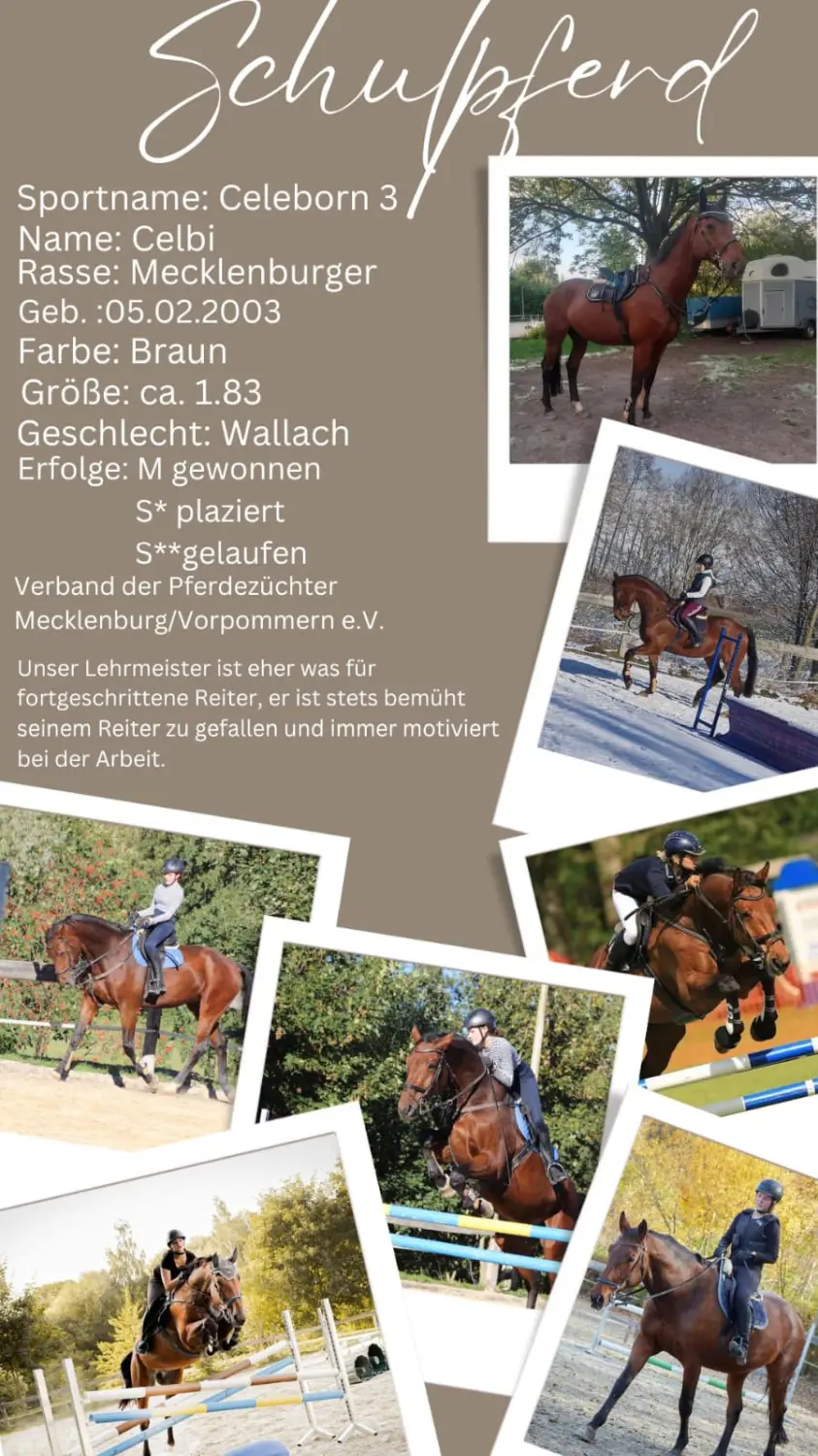 Reitsport Bachmann - Schulpferde-Flyer