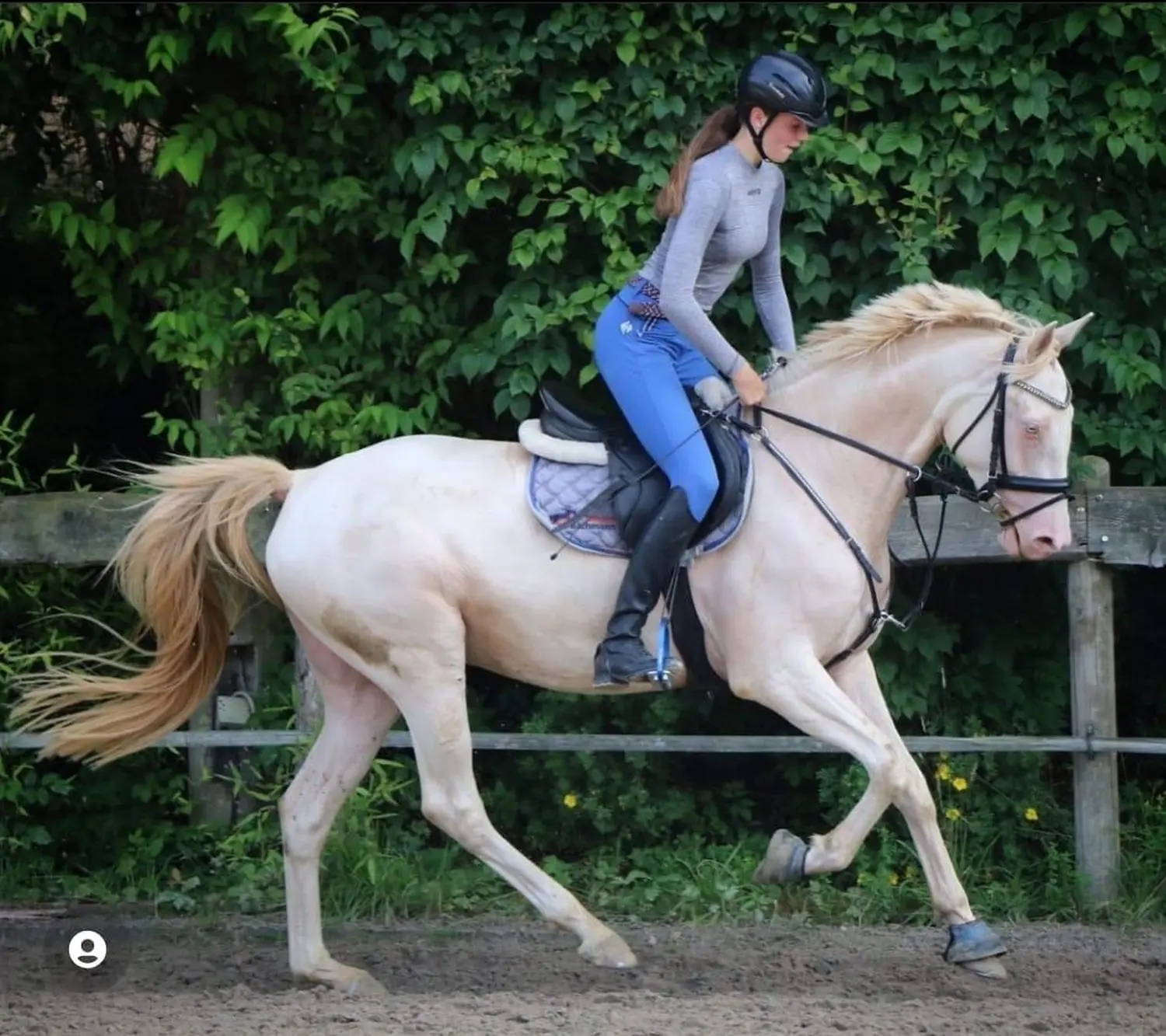 Reitsport Bachmann - Schulpferde, Melchen