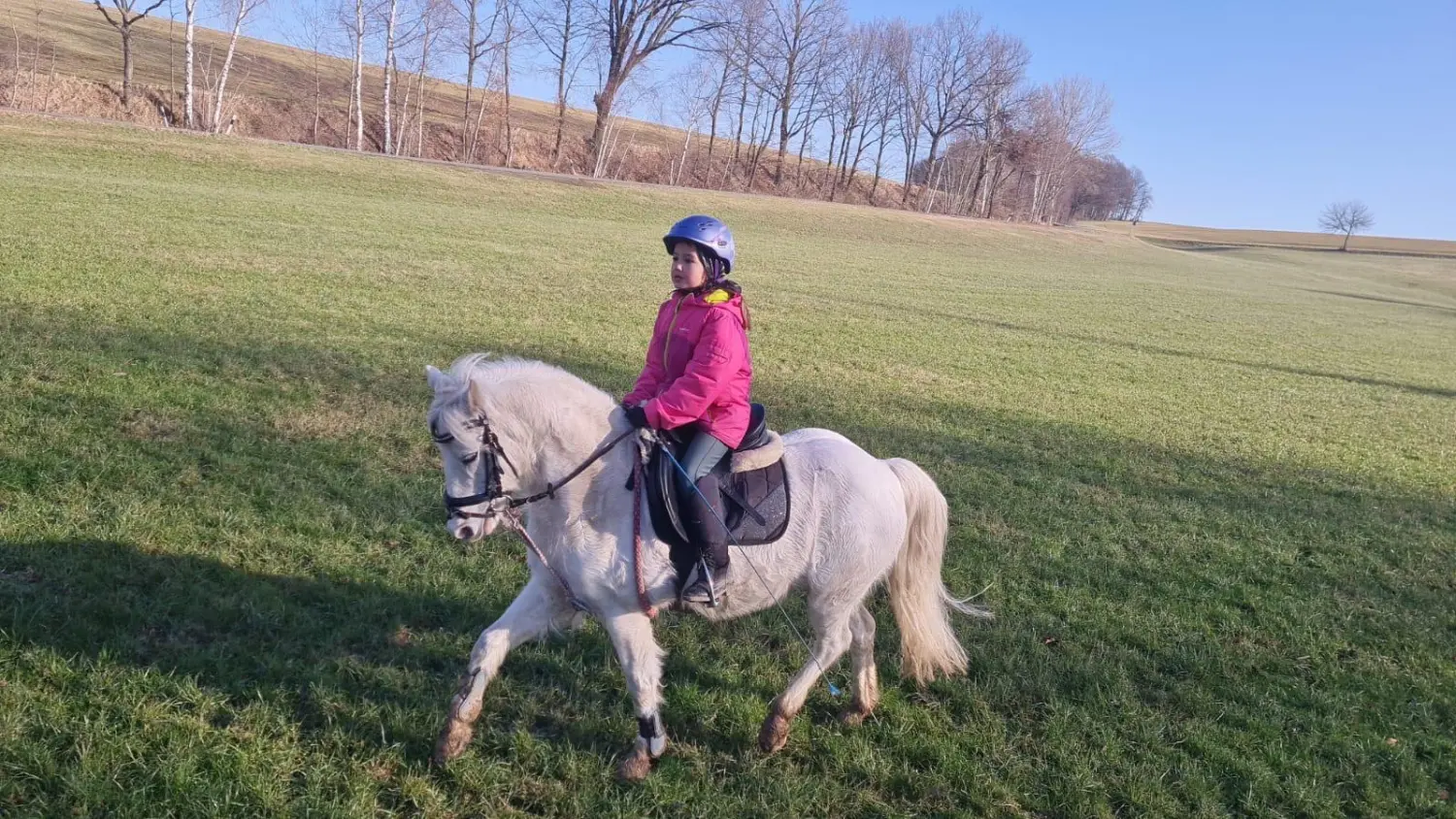 Reitsport Bachmann - Schulpferde, Nicky