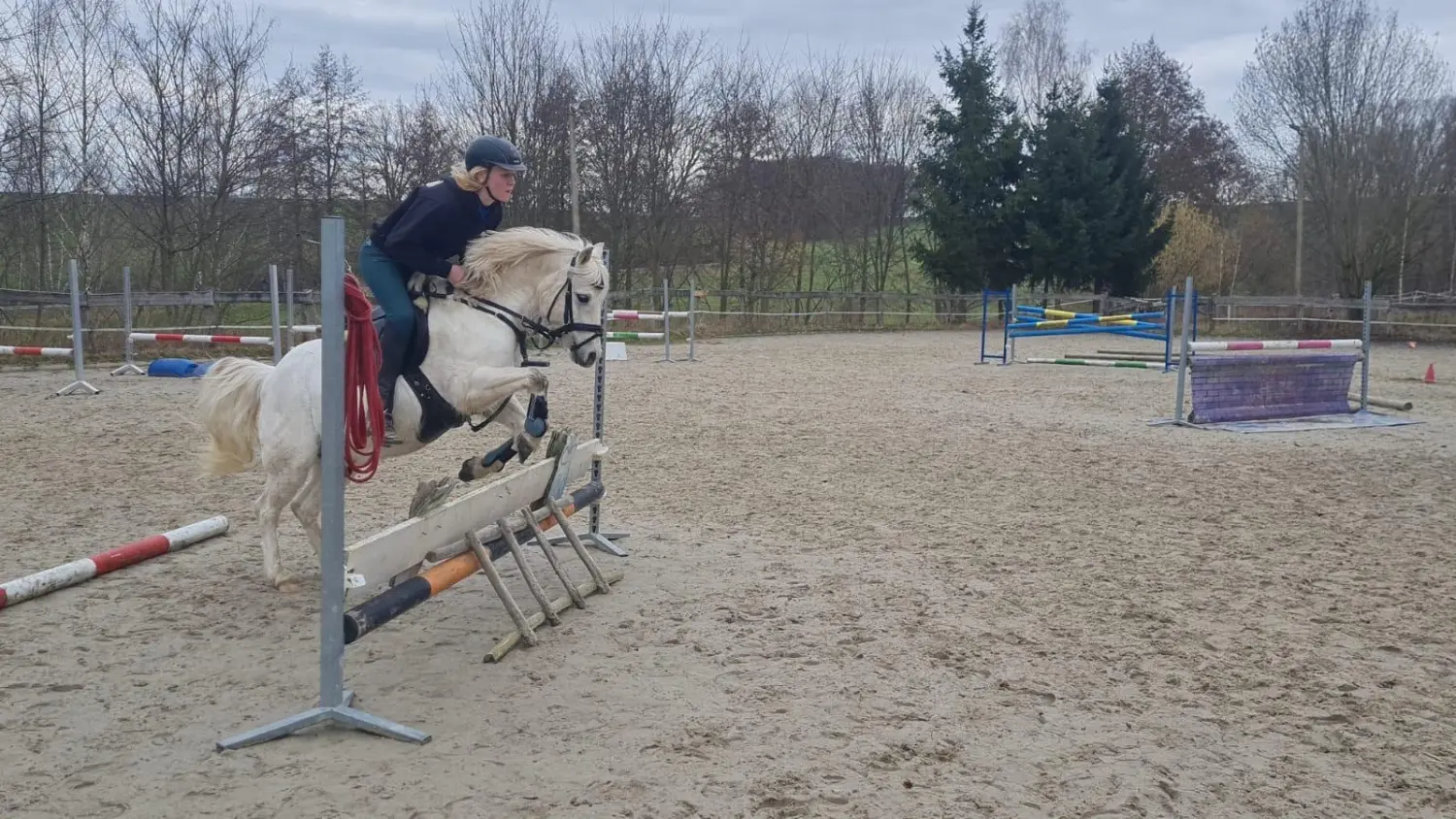 Reitsport Bachmann - Schulpferde, Nicky