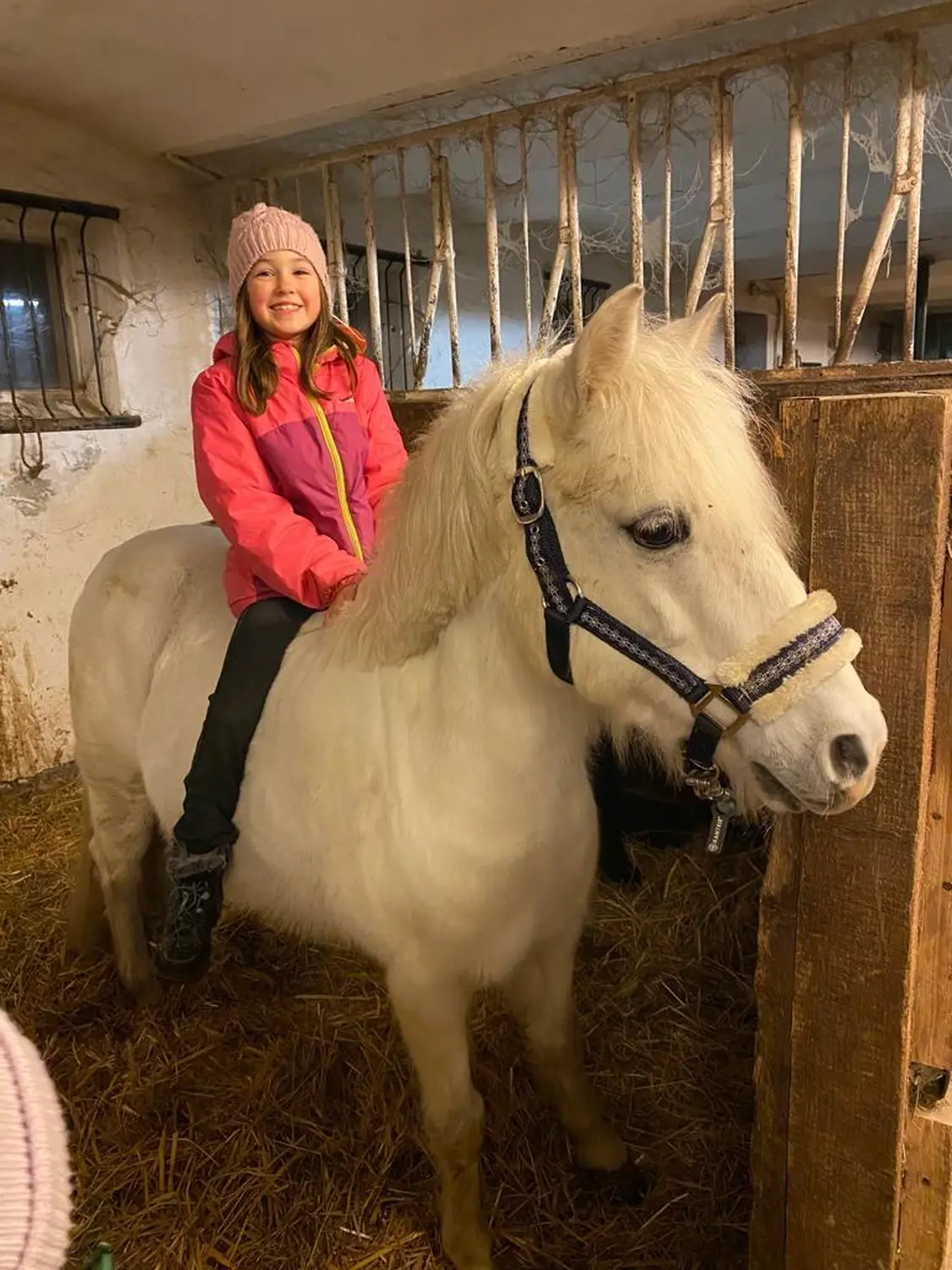 Reitsport Bachmann - Schulpferde, Nicky