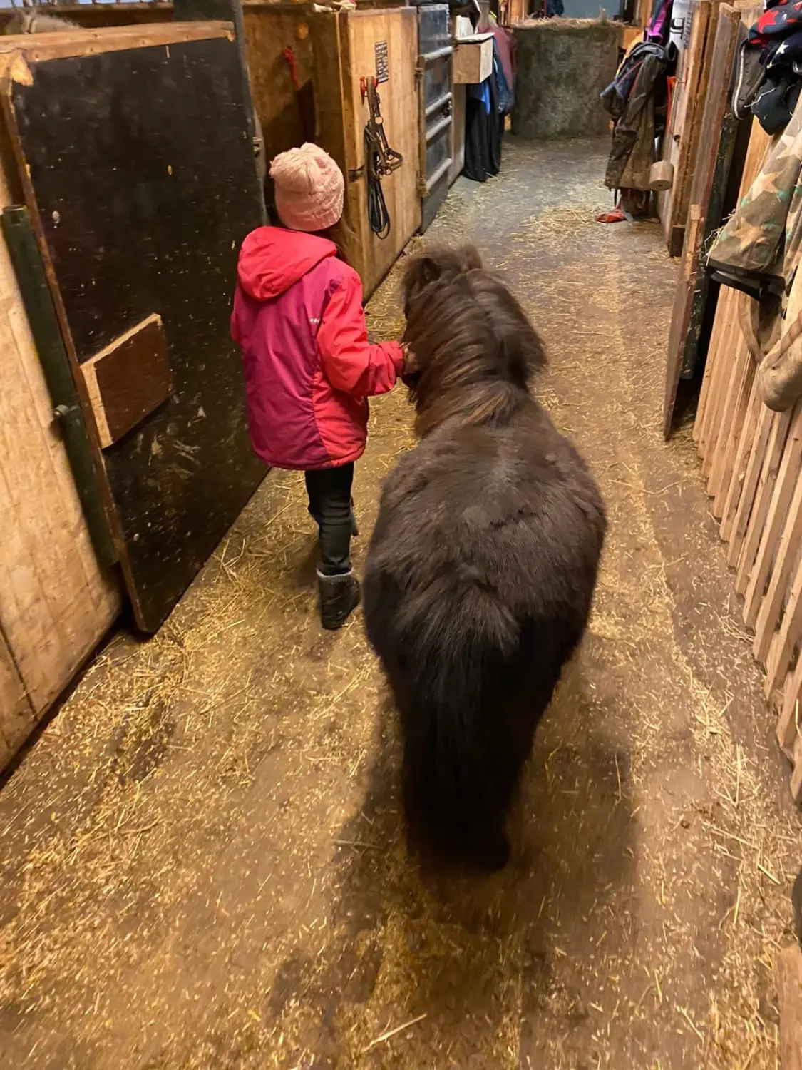 Reitsport Bachmann - Schulpferde, Oskar