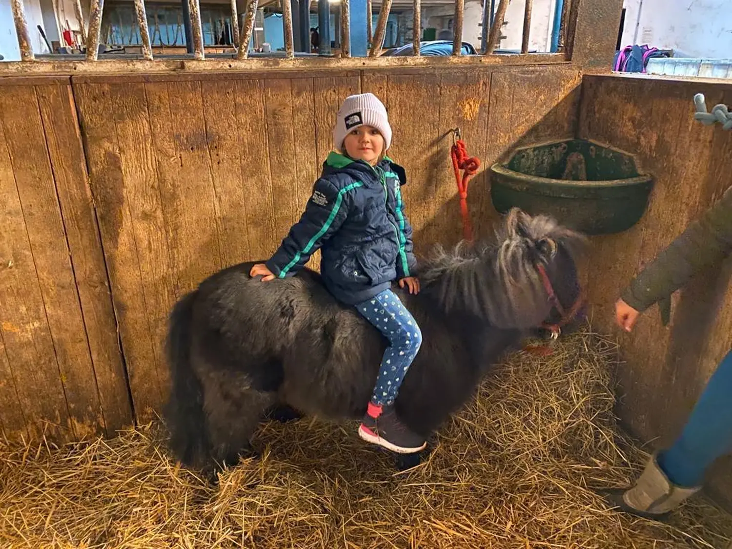 Reitsport Bachmann - Schulpferde, Oskar