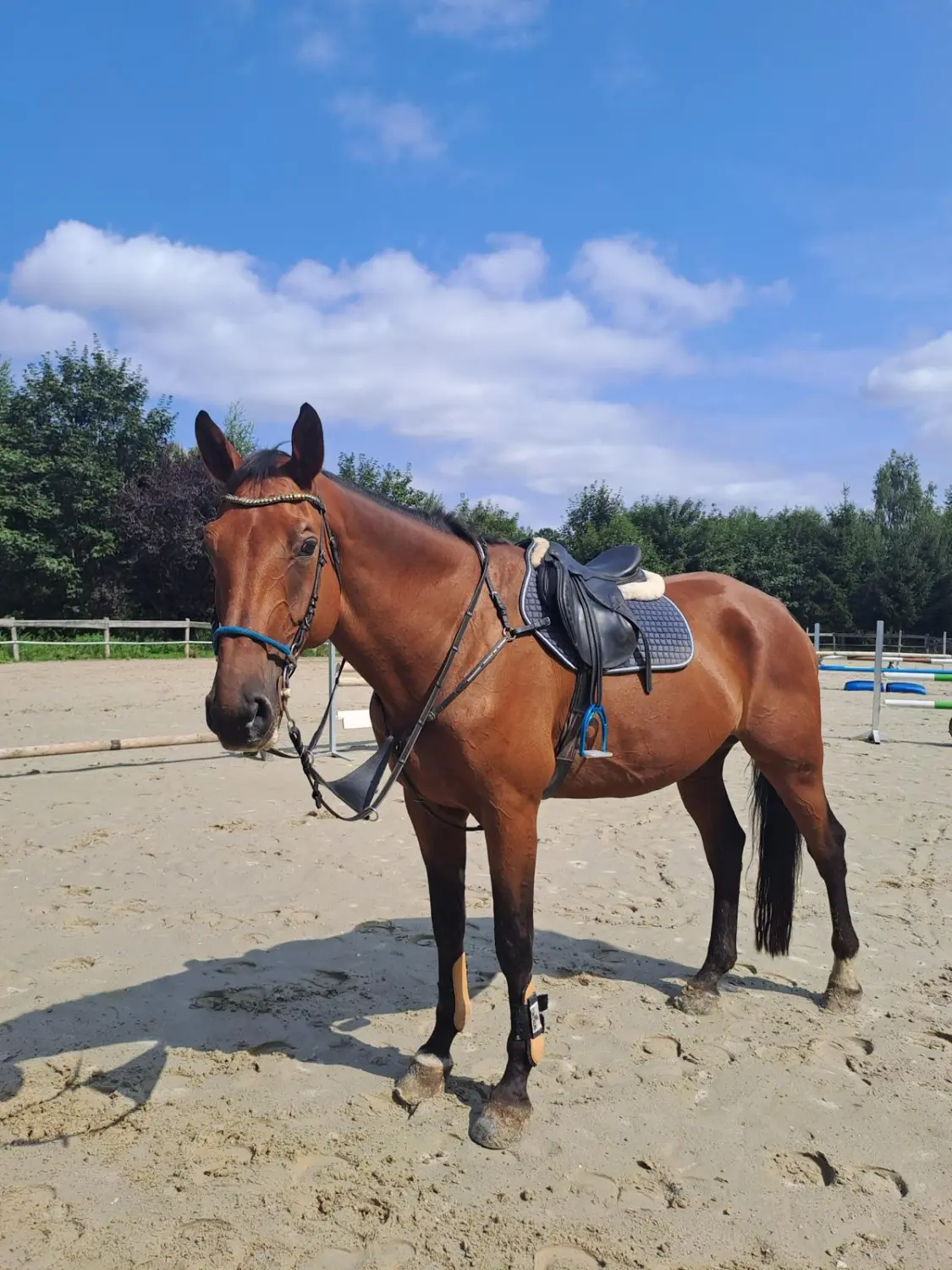 Reitsport Bachmann - Schulpferde, Celibi