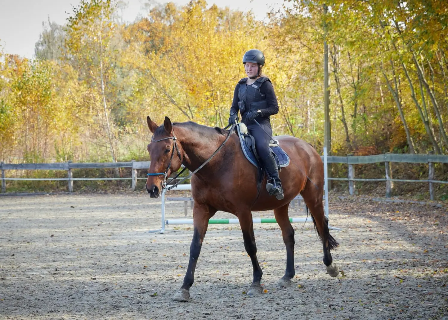 Reitsport Bachmann - Schulpferde, Celibi