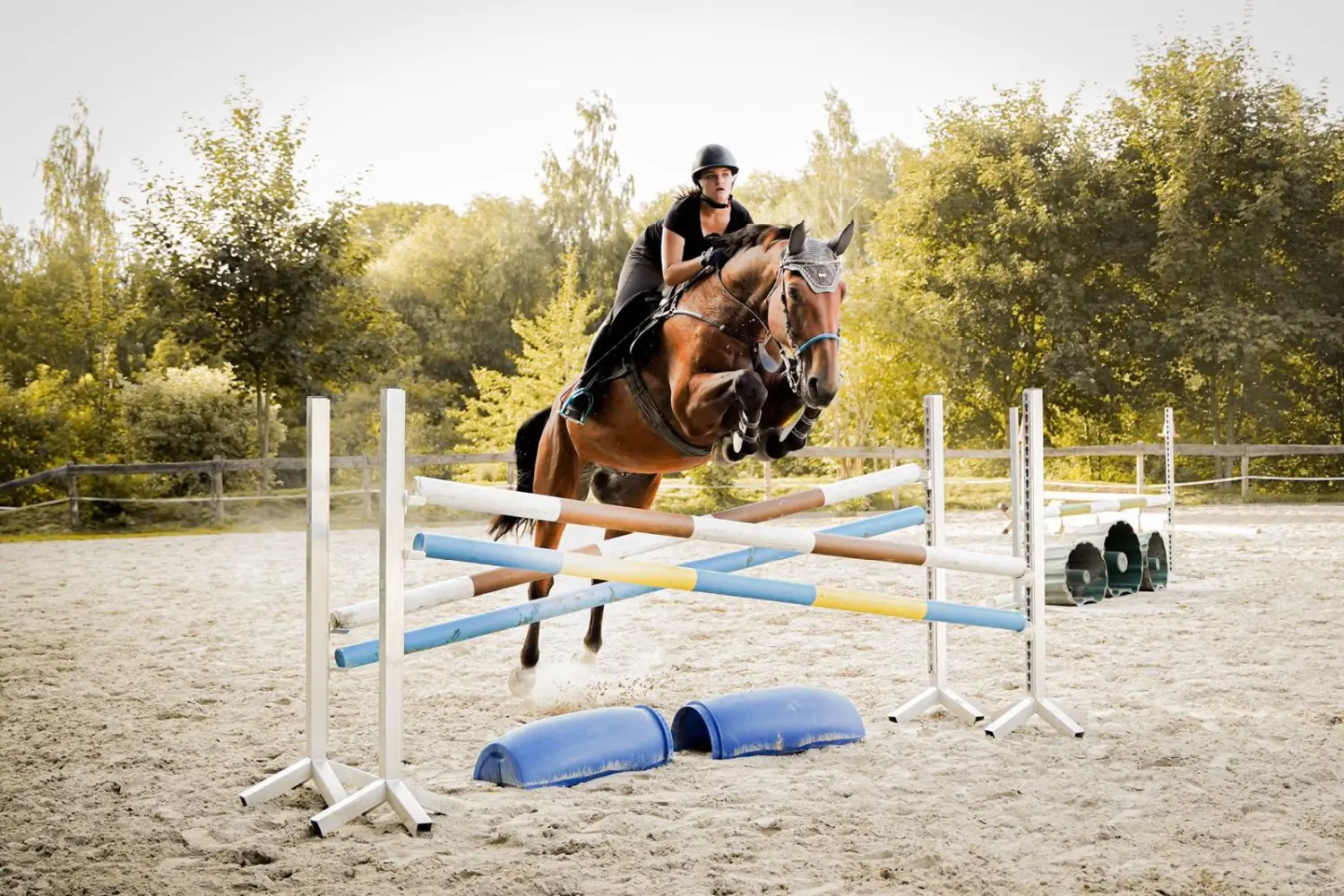 Reitsport Bachmann - Schulpferde, Celibi
