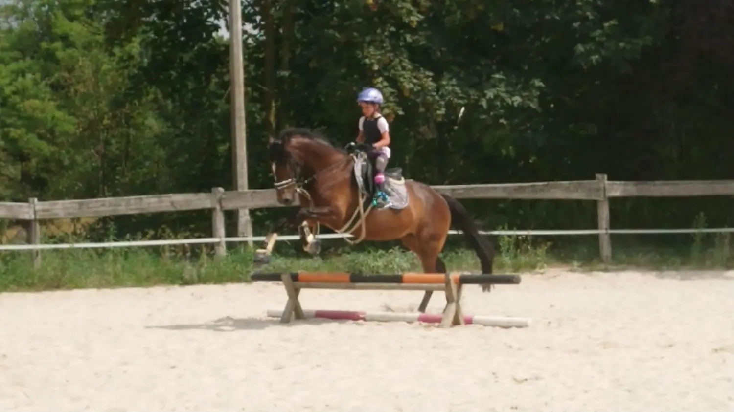 Reitsport Bachmann - Schulpferde, Citty