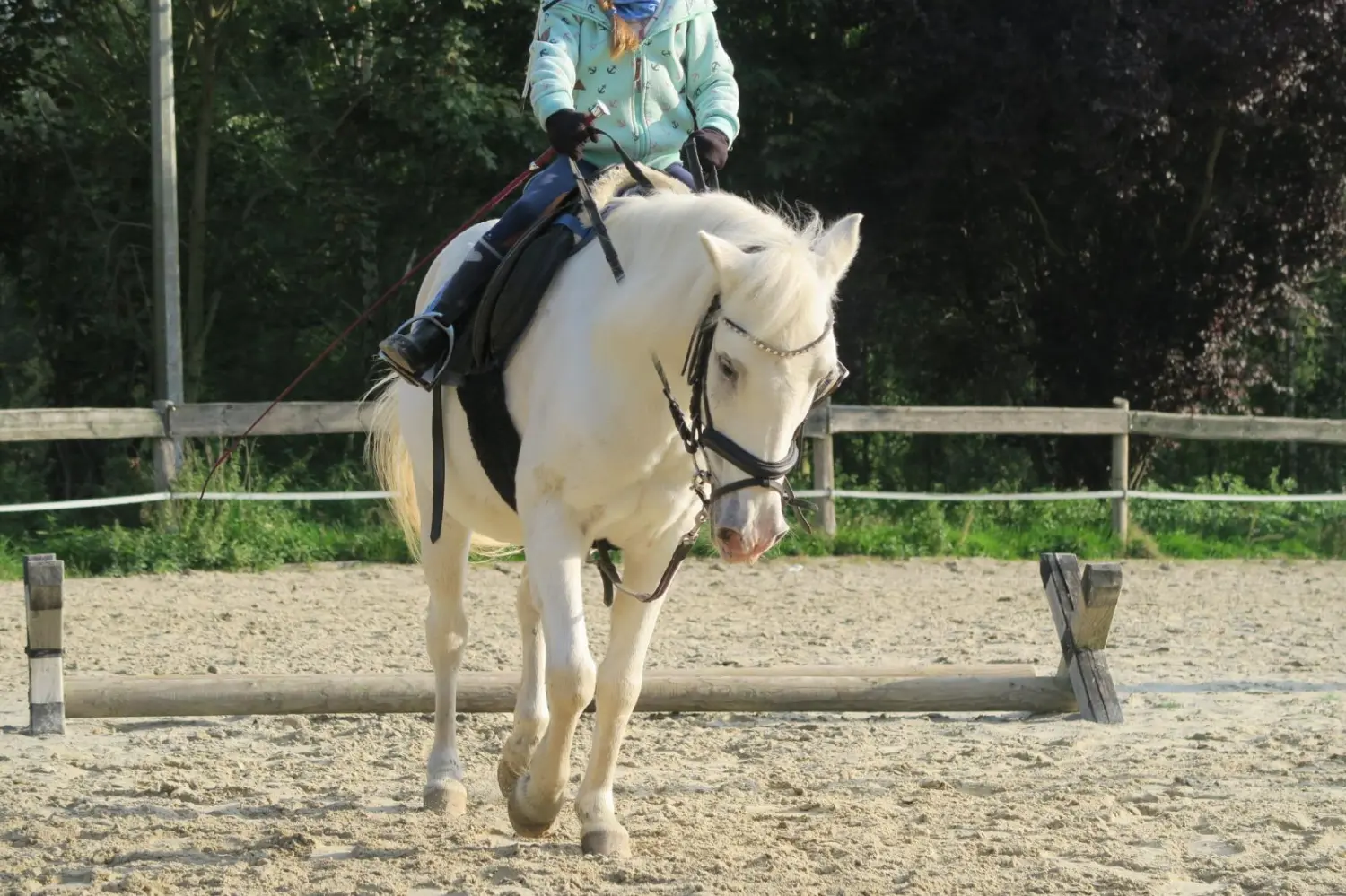 Reitsport Bachmann - Schulpferde, Daysi