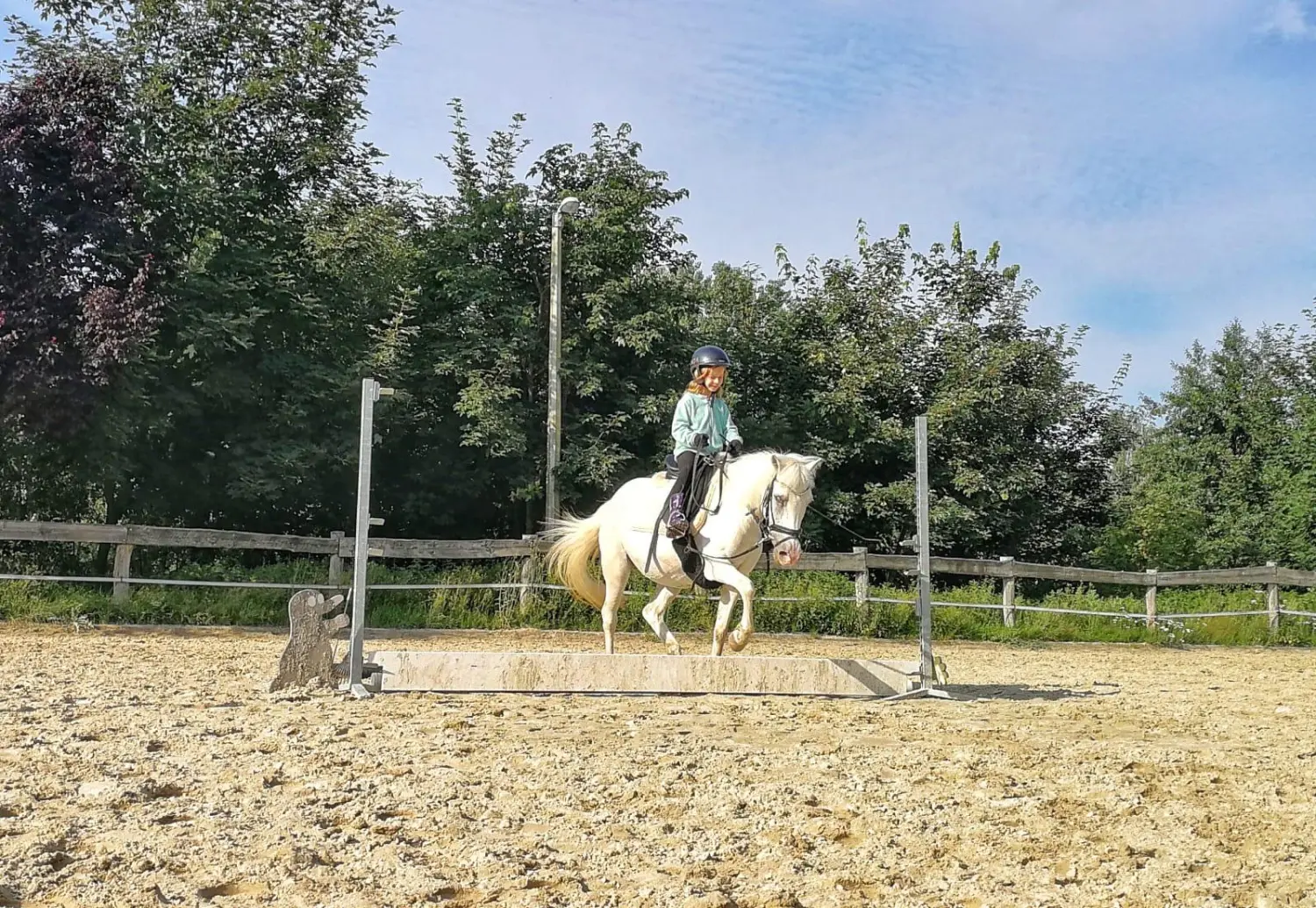 Reitsport Bachmann - Schulpferde, Daysi