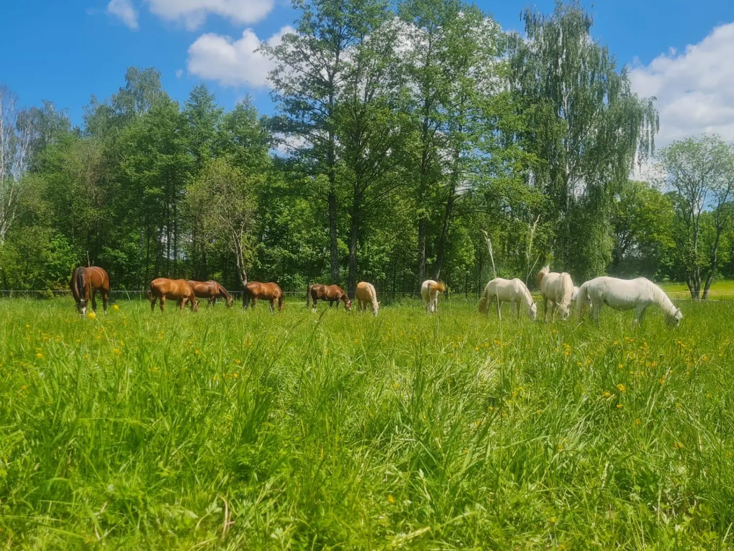Reitsport Bachmann - Pferde auf der Weide