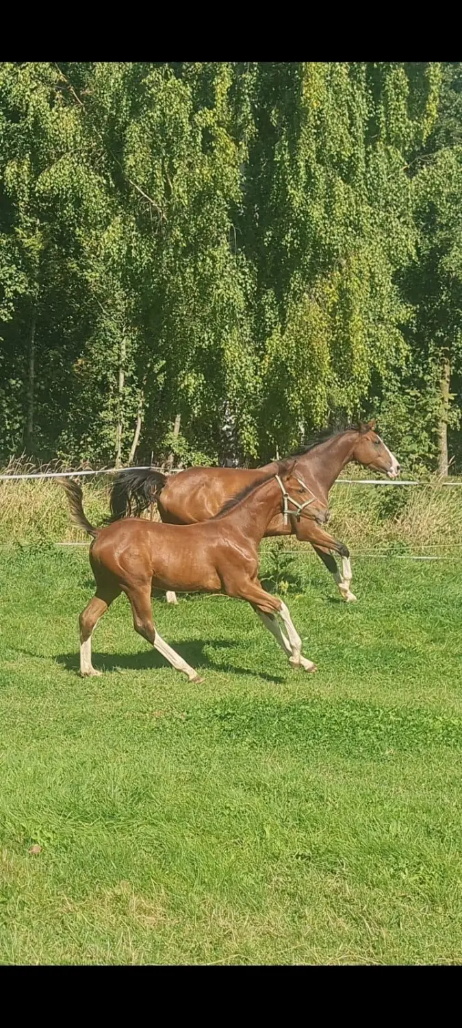 Reitsport Bachmann - Pferd Bauernhof Pferde