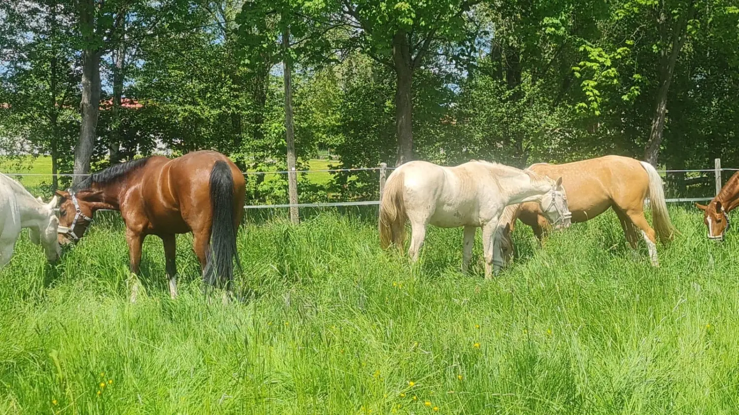 Reitsport Bachmann - Pferde auf der Weide