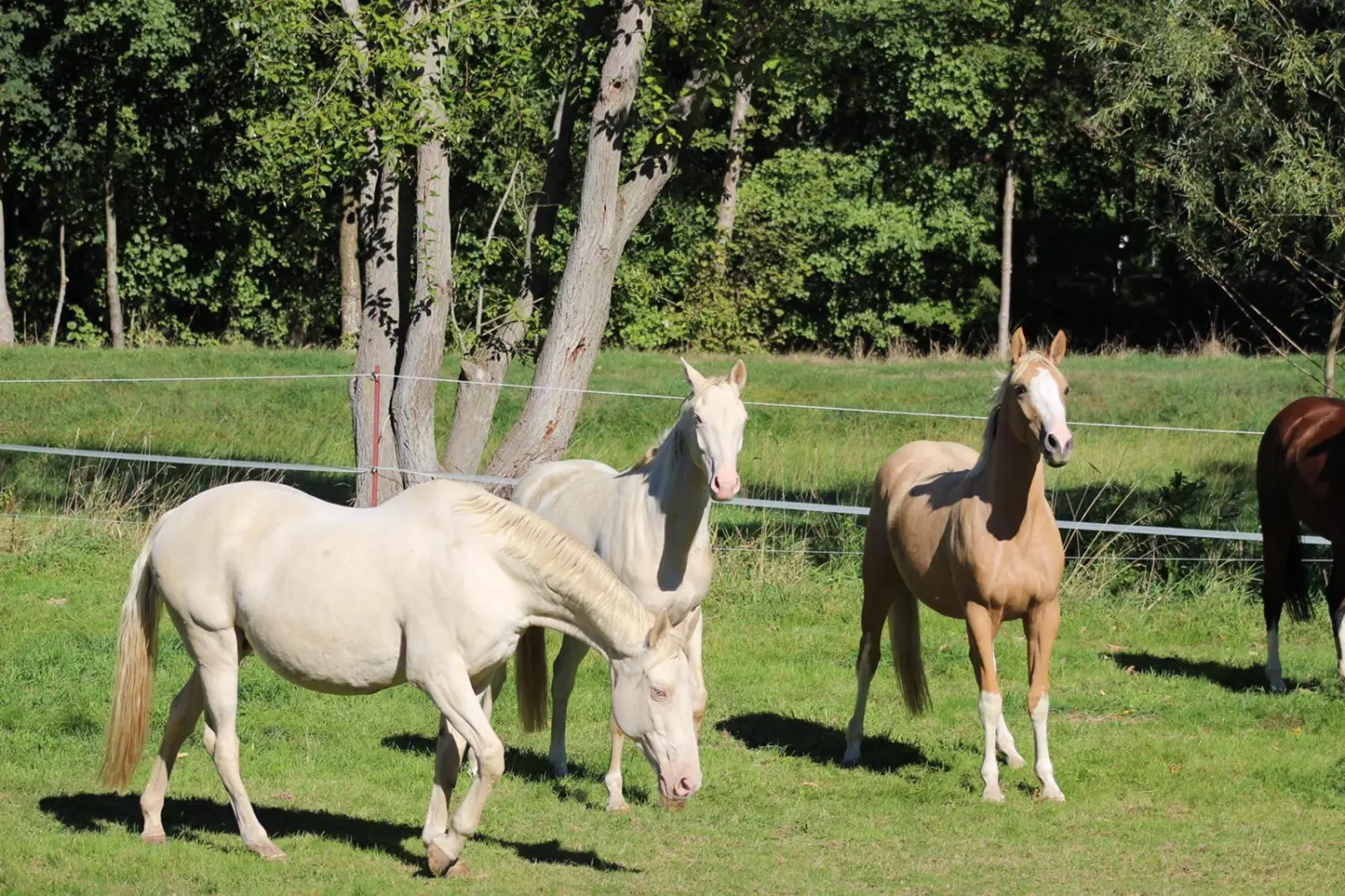 Reitsport Bachmann - Pferde auf der Weide