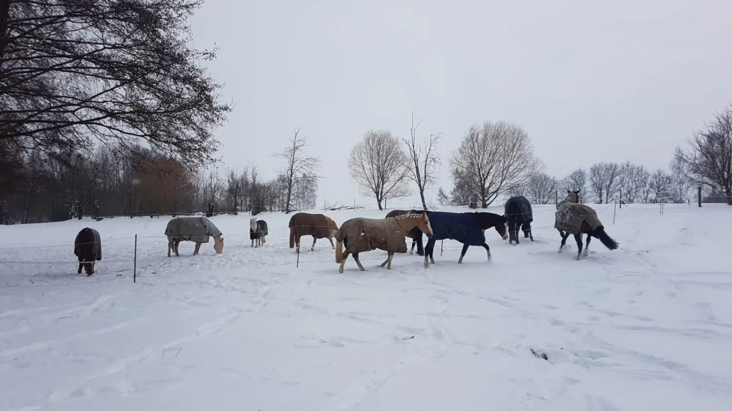 Reitsport Bachmann - Pferde im Winter