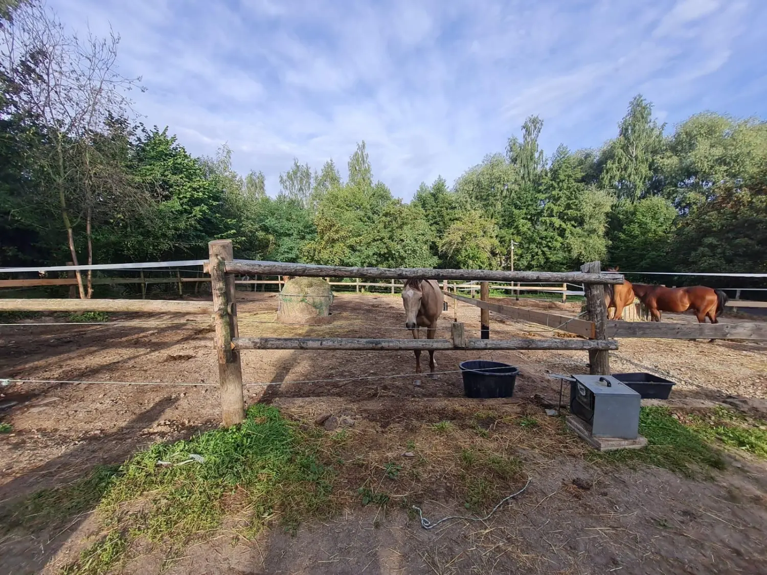 Reitsport Bachmann - Pferdefütterung im Hof