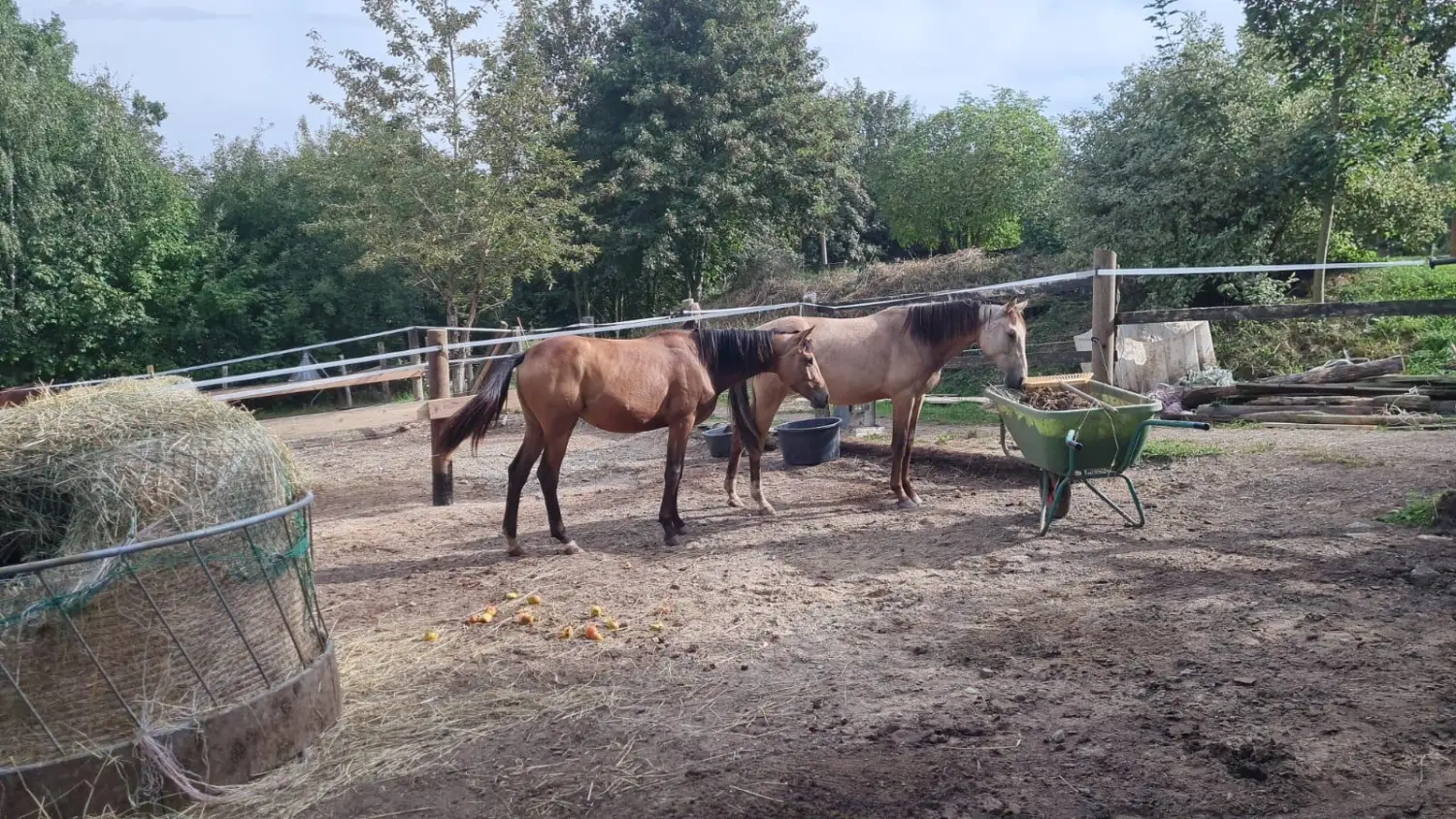 Reitsport Bachmann - Pferdefütterung im Hof