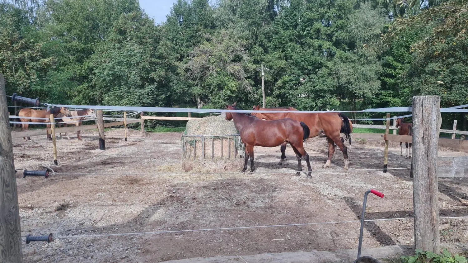 Reitsport Bachmann - Pferdefütterung im Hof