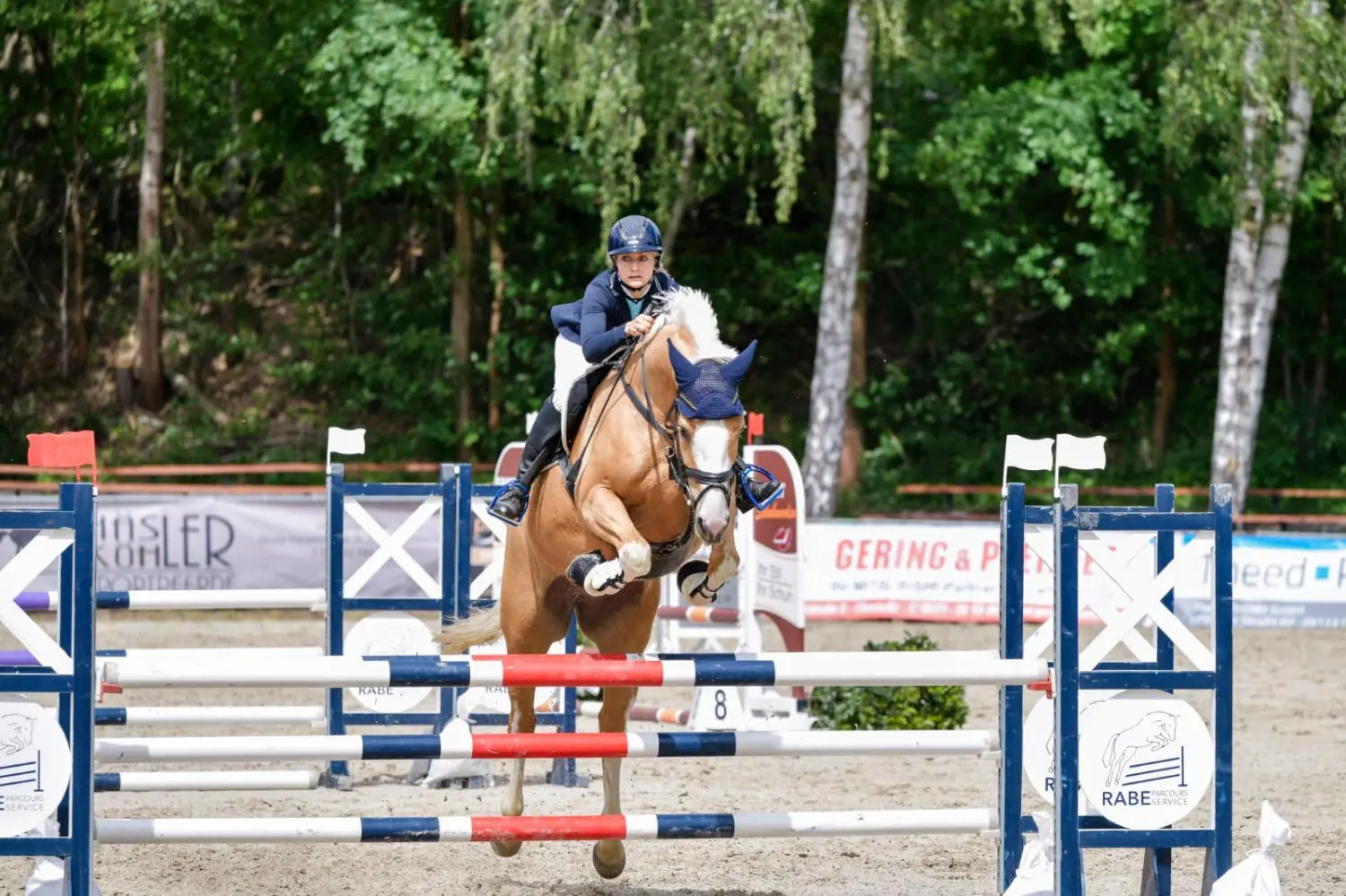 Reitsport Bachmann - Reitpferde Präsentation Bild