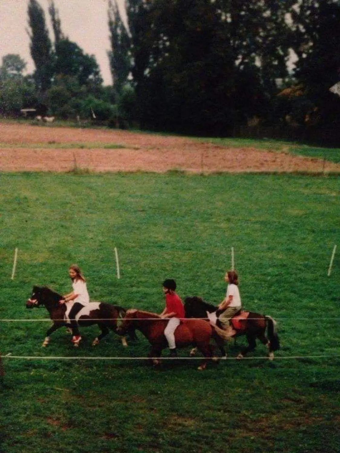 Reitsport Bachmann - Reitpferde Präsentation Bild