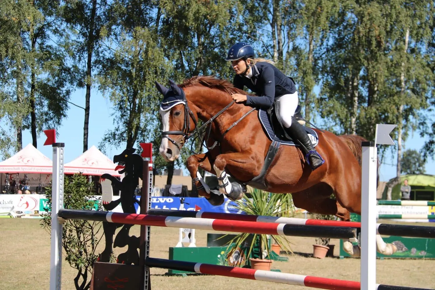 Reitsport Bachmann - Reitpferde Präsentation Bild