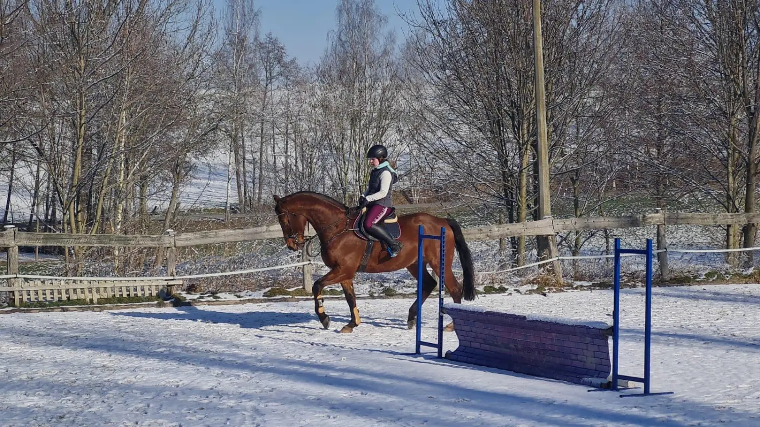 Reitsport Bachmann - Dressurtraining