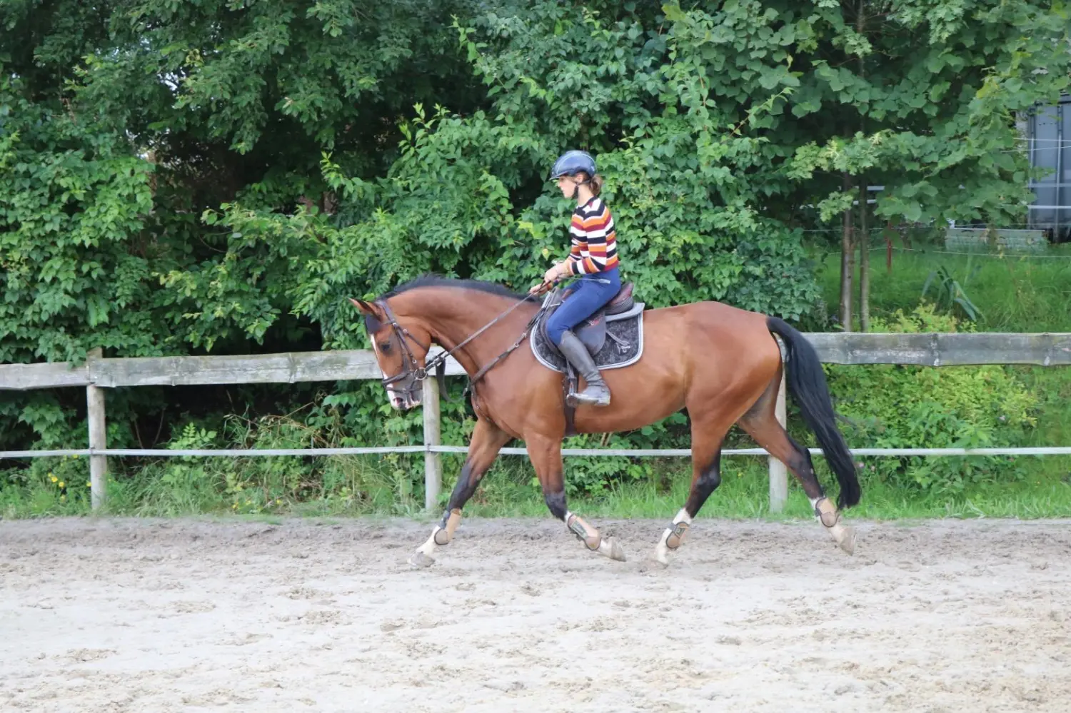 Reitsport Bachmann - Dressurtraining