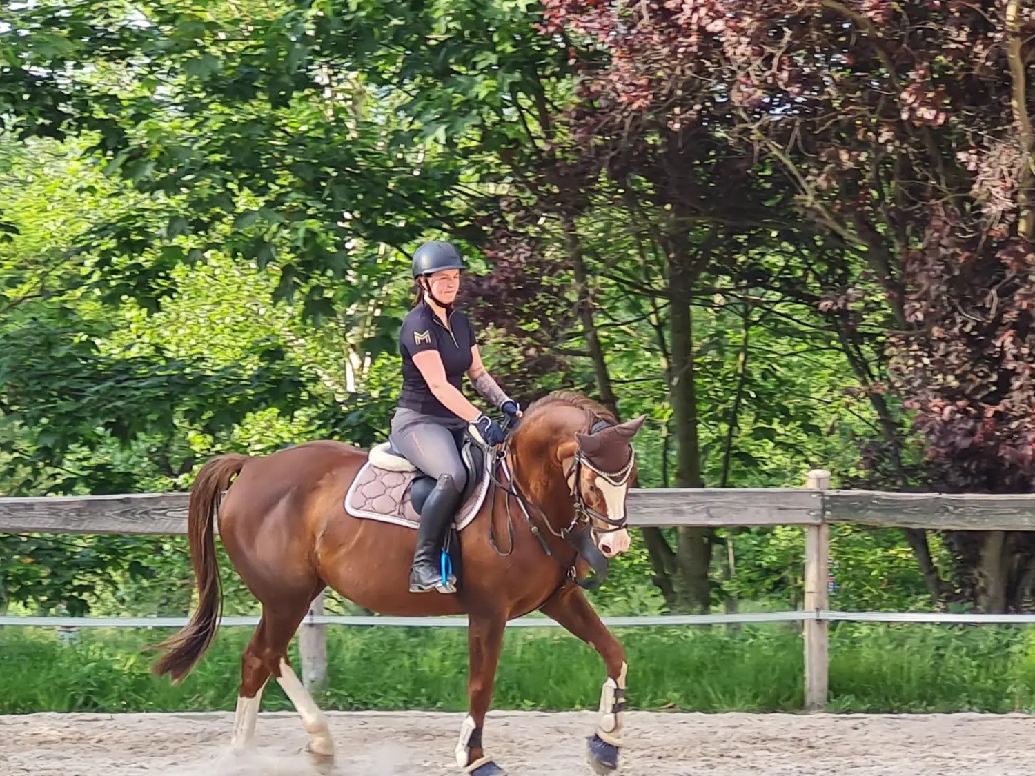 Reitsport Bachmann - Dressurtraining