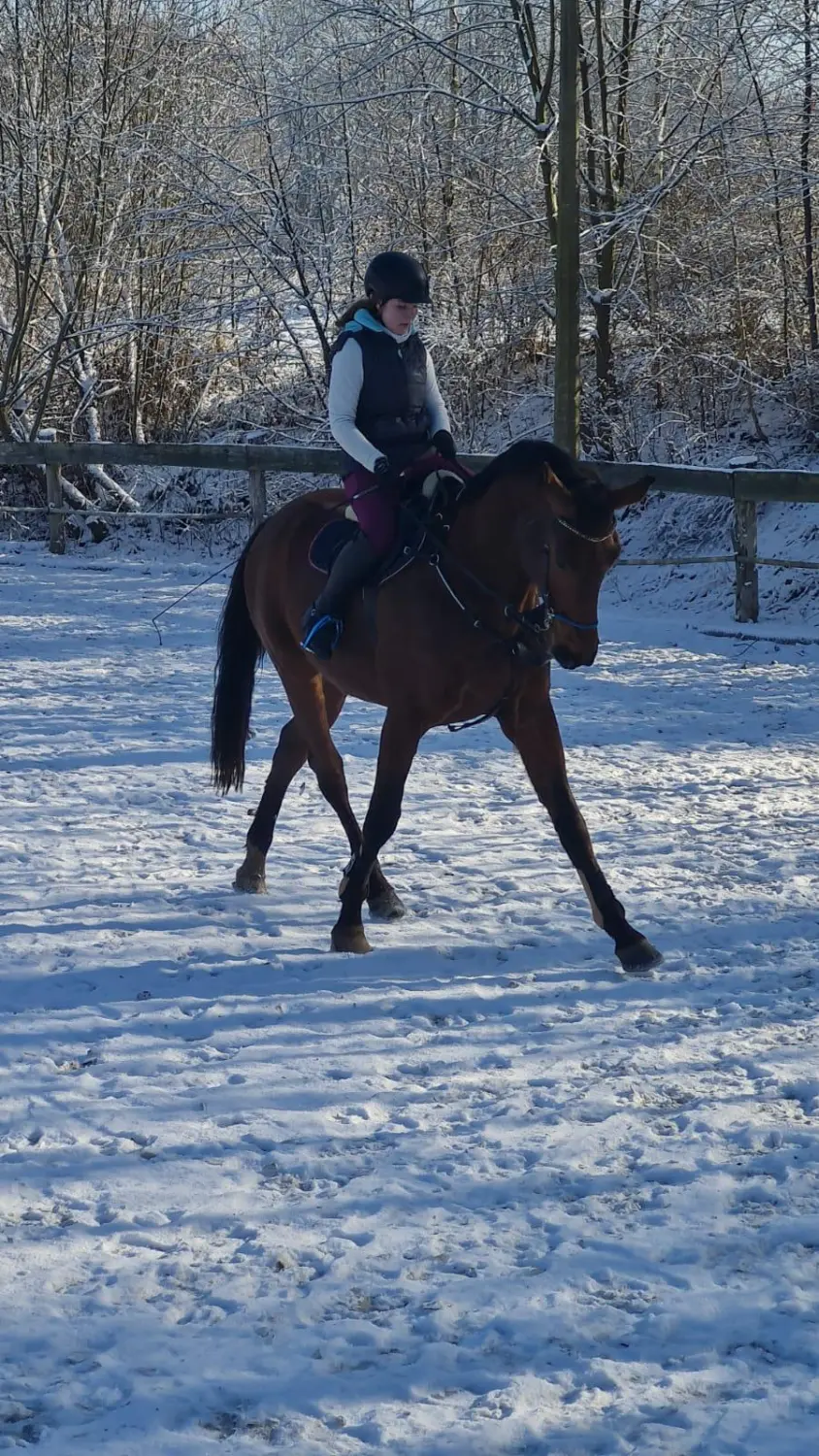 Reitsport Bachmann - Dressurtraining