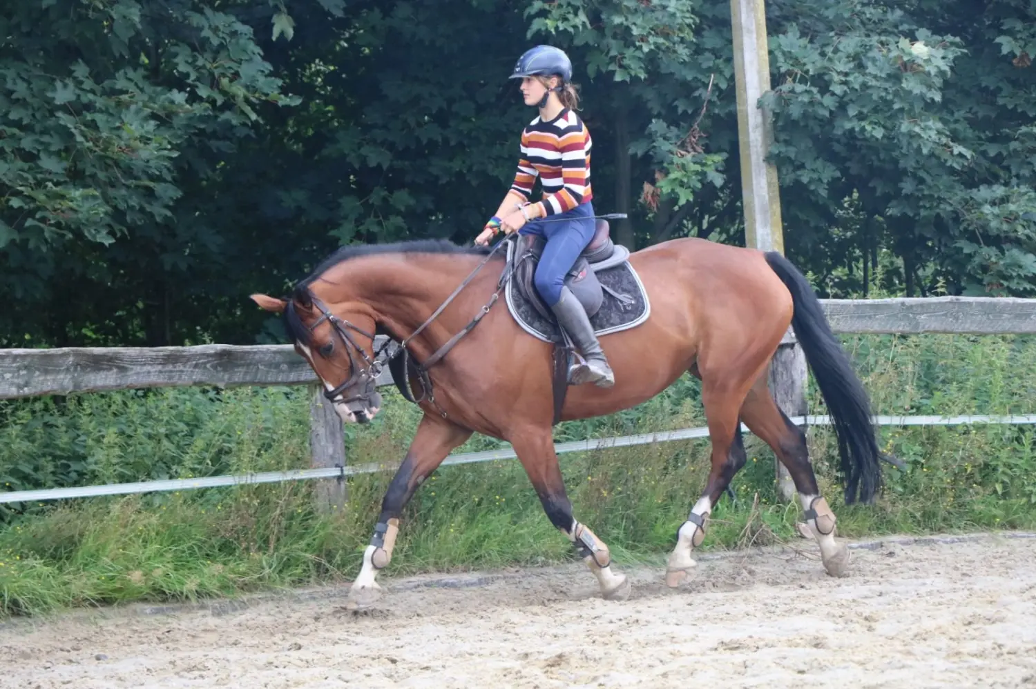 Reitsport Bachmann - Reitferien & Sportunterricht, Springtraining