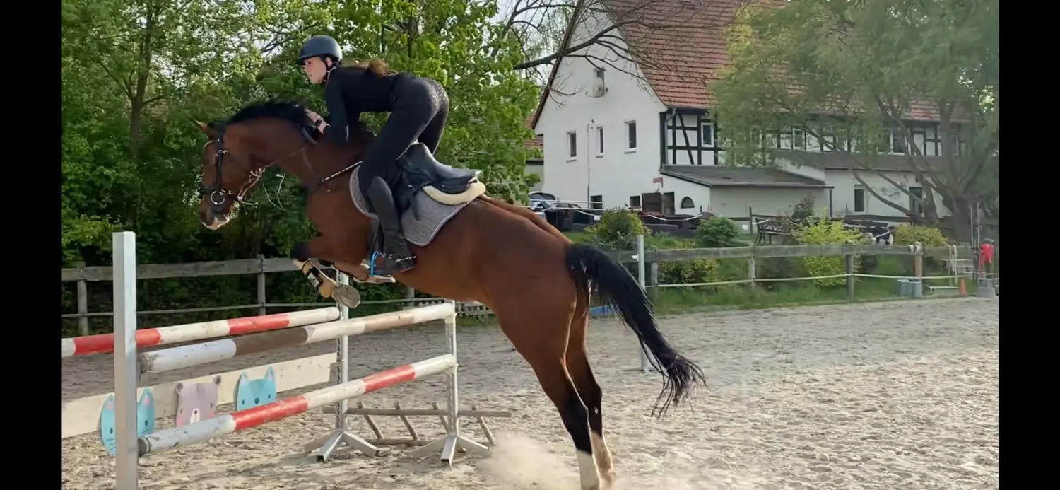 Reitsport Bachmann - Springtraining