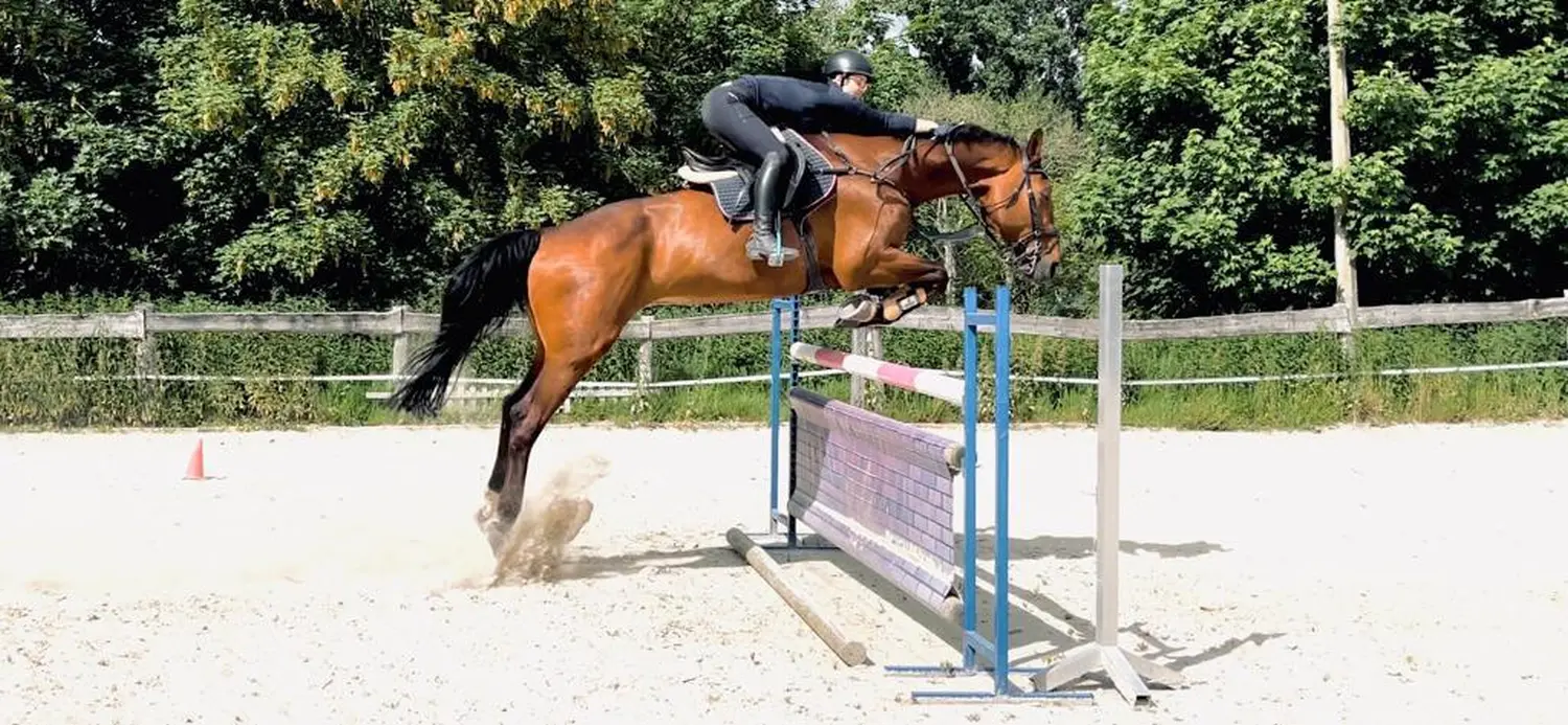 Reitsport Bachmann - Springtraining