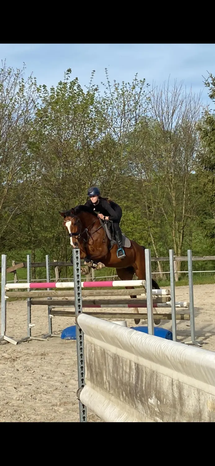 Reitsport Bachmann - Springtraining