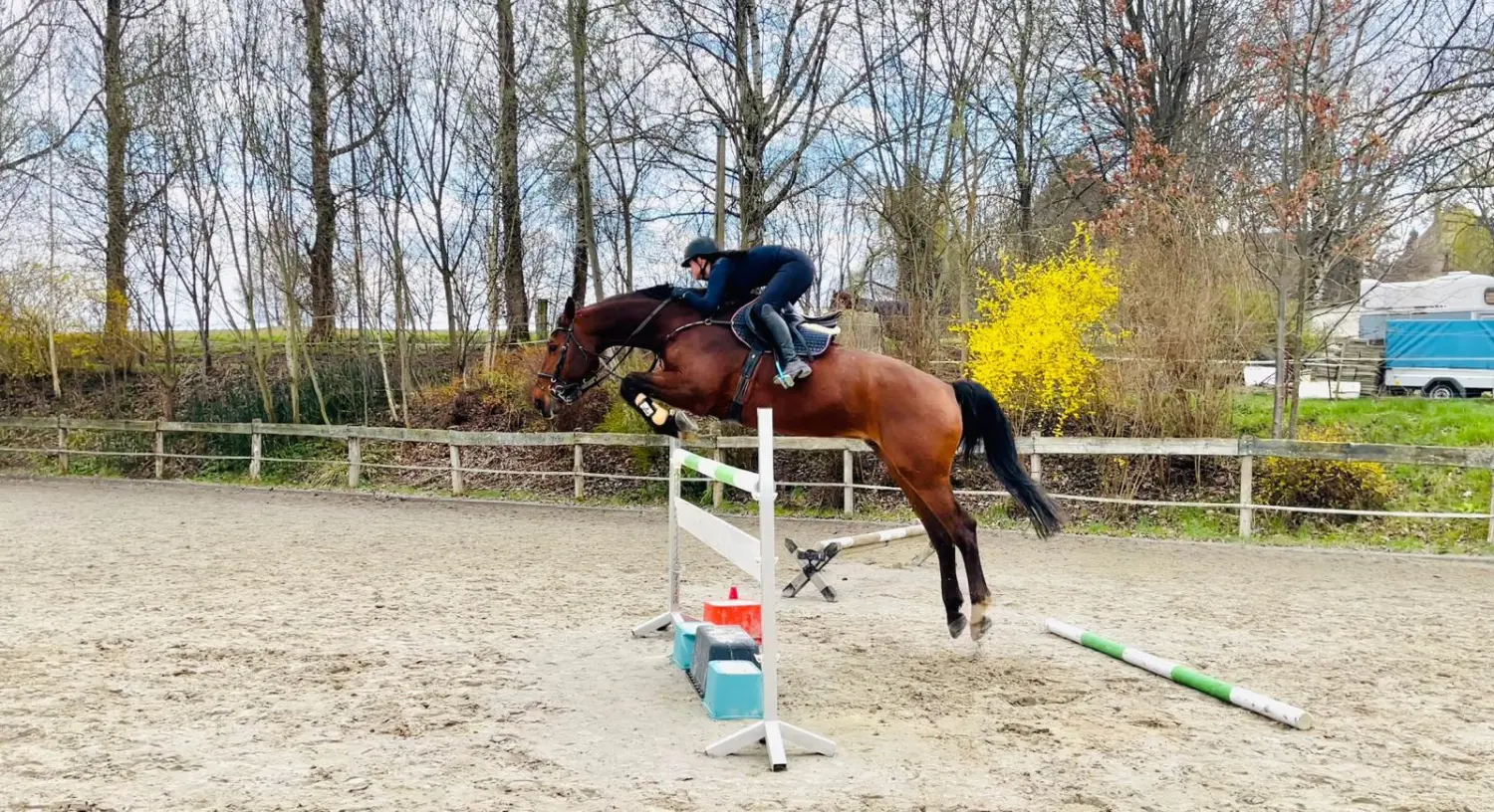 Reitsport Bachmann - Springtraining