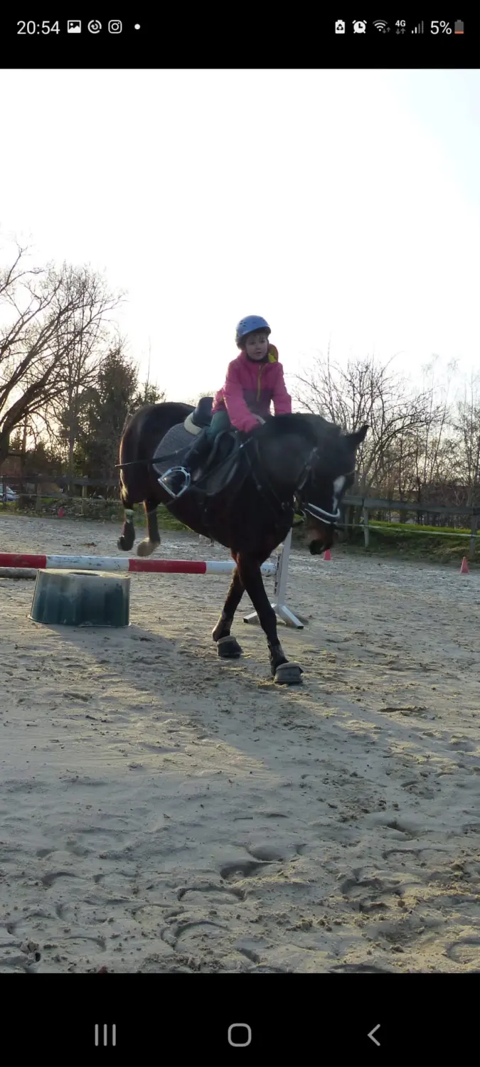 Reitsport Bachmann - Springtraining