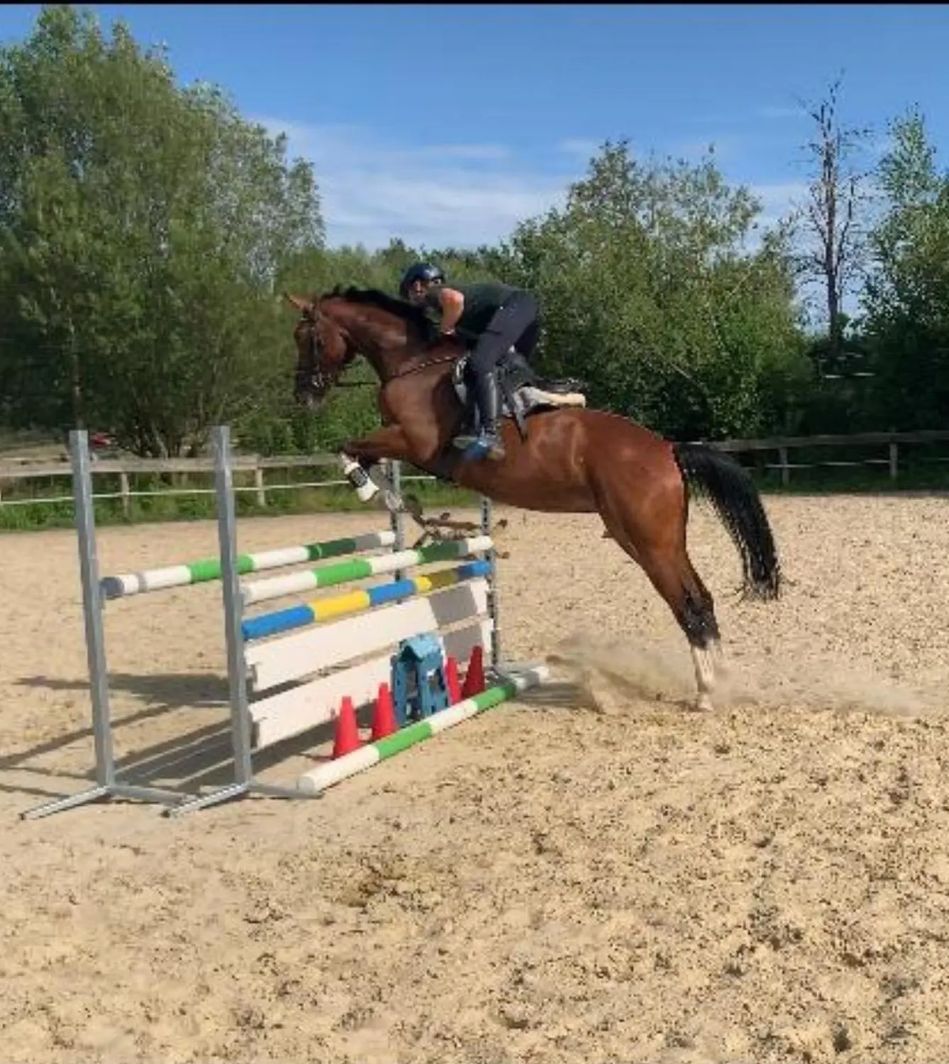Reitsport Bachmann - Springtraining
