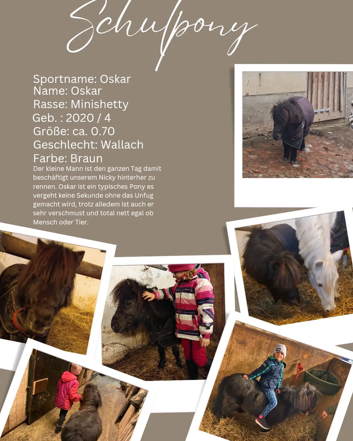 Reitsport Bachmann - Schulpferde-Flyer