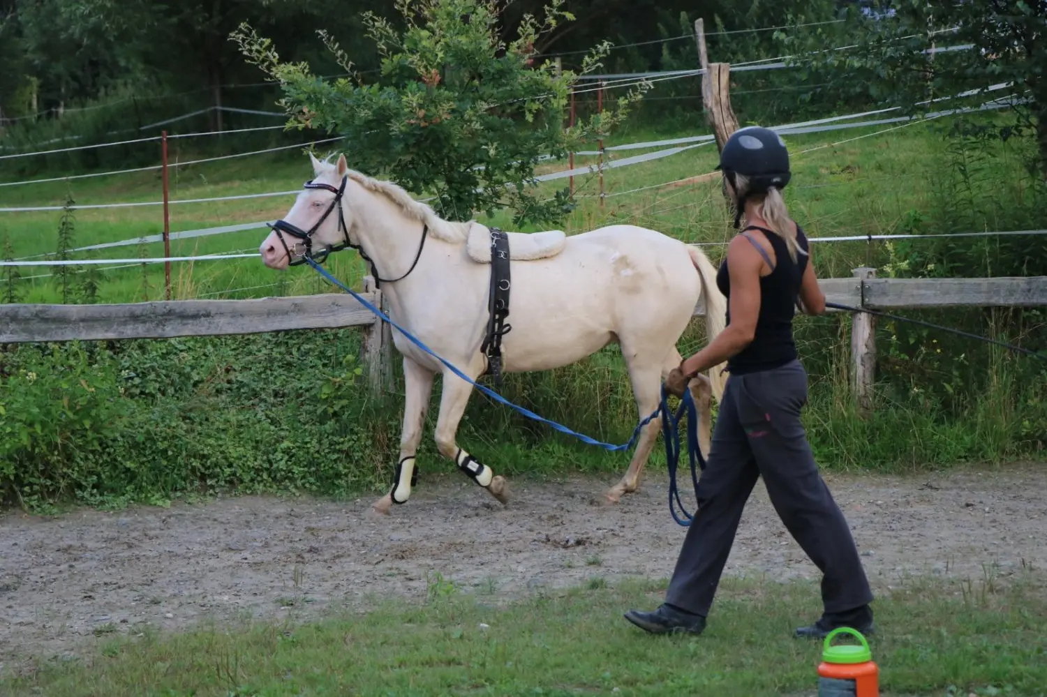 Reitsport Bachmann - Ausbildung sowie Korrektur von Pferden